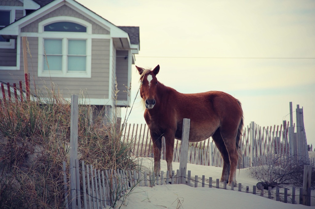 wildhorses1