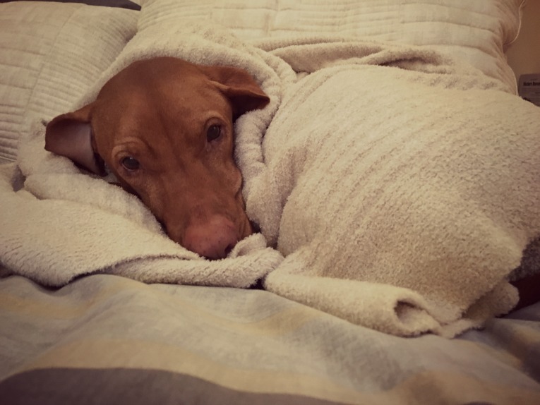 Matilda in a blanket