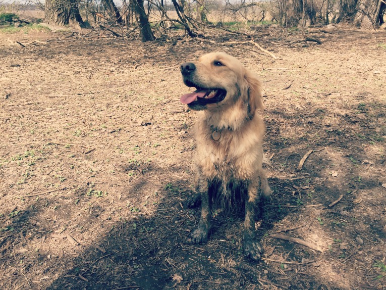 muddy pup